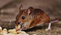 24 Hour & Emergency Exterminators in Berkeley Twp, NJ